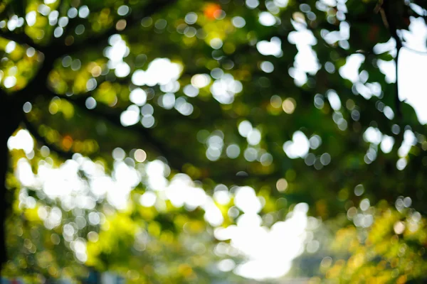 Luz del sol a través de las hojas en el árbol, imagen borrosa fondo bokeh —  Fotos de Stock