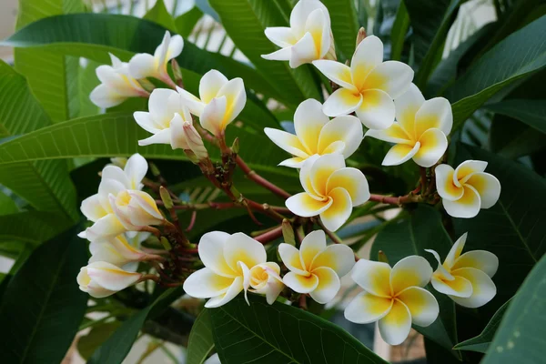 Fleur tropicale frangipani blanche, fleur plumeria floraison fraîche — Photo