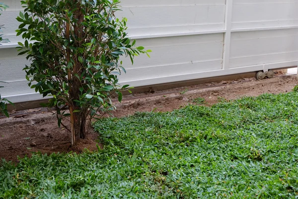 backyard, yard work planting tree and grass in garden