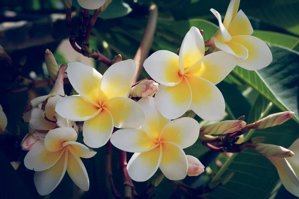 Fleur tropicale frangipani blanche, fleur plumeria floraison fraîche — Photo