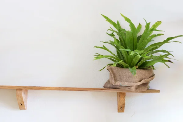 Small tree potted plant on wood shelf decorated interior room — Stock Photo, Image