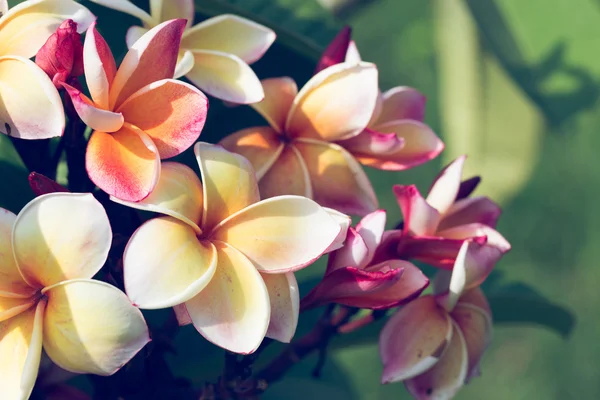 renkli frangipani tropikal çiçek, çiçek plumeria taze