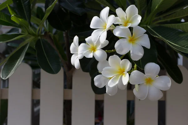 白色的鸡蛋花鸡蛋花热带温泉花在花园的家中 — 图库照片