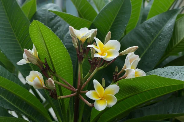 Weiße Frangipani plumeria tropische Blume mit Wassertropfen — Stockfoto