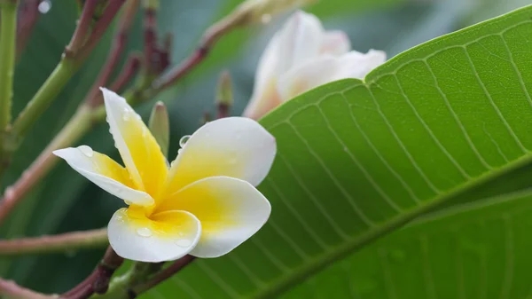 Blanco frangipani plumeria flor tropical con gotas de agua — Foto de Stock