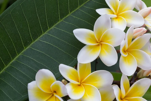 Flor tropical frangipani branca, flor de plumeria florescendo — Fotografia de Stock