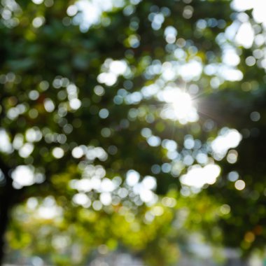 ağaç yaprakları ile güneş ışığı, görüntü bulanıklığı bokeh arka plan