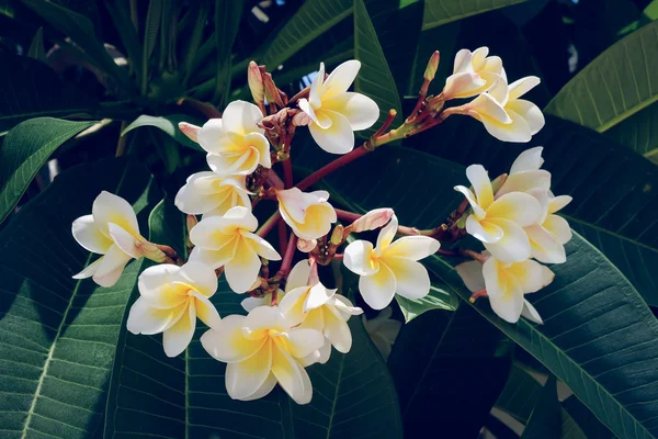 Fleur tropicale frangipani blanche, fleur plumeria floraison fraîche — Photo
