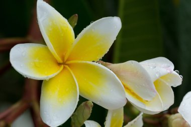 Beyaz frangipani plumeria tropikal çiçek su ile damla