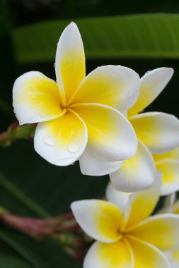Beyaz frangipani plumeria tropikal çiçek su ile damla