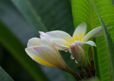 Beyaz frangipani plumeria tropikal çiçek su ile damla