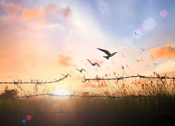 International Migrants Day Concept Silhouette Bird Flying Barbed Wire Autumn — Stock Photo, Image