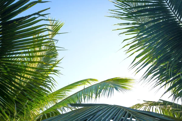 パームサンデーのコンセプト 曇り空の背景を持つココナッツの枝のフレーム — ストック写真