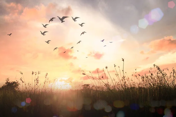 国际人类团结日的概念 轮廓鸟在草原上心形飞翔秋天日出背景 — 图库照片