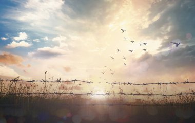Holocaust memorial day (HMD) concept: Silhouette of birds flying and barbed wire at sunset background clipart