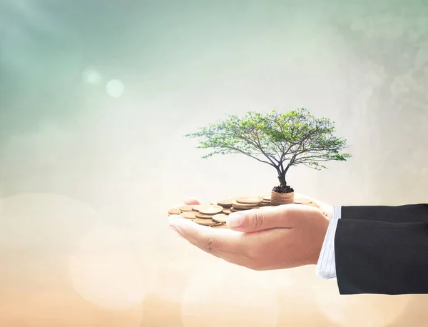 Invest fund concept: Businessman hand holding big tree and stack of coins over blurred nature background