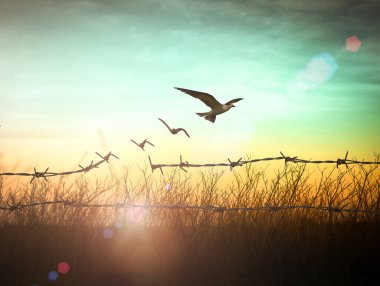 International day for the remembrance of the slave trade and its abolition concept: Silhouette of bird flying and barbed wire at autumn sunset background clipart
