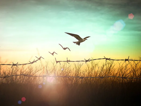 International Day Remembrance Slave Trade Its Abolition Concept Silhouette Bird — Stock Photo, Image