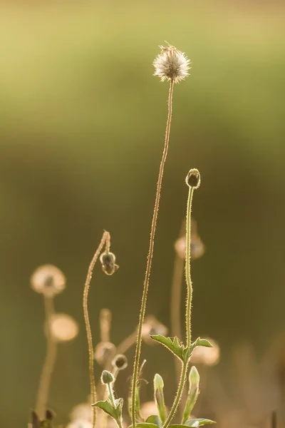 Grasblume — Stockfoto