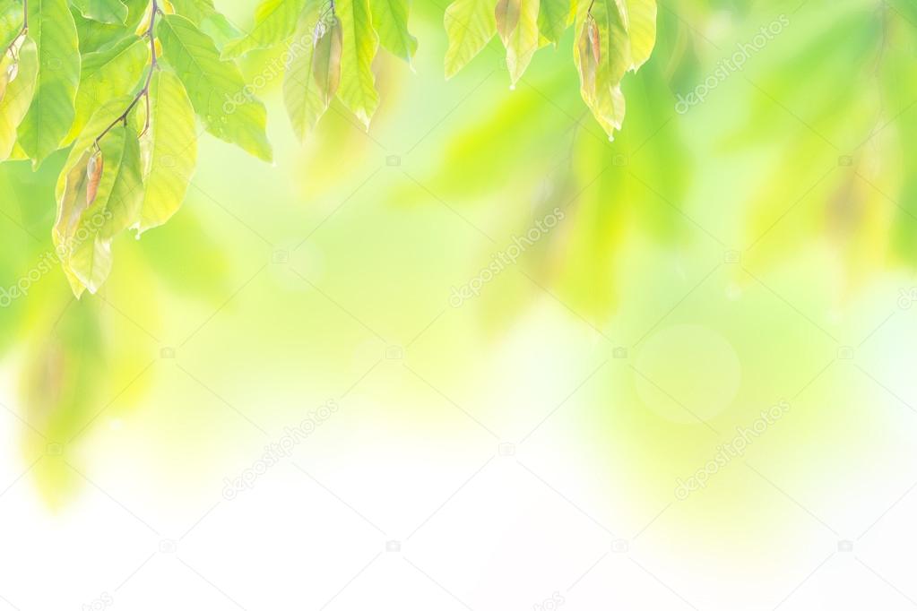 depositphotos_54564859 stock photo blurred beautiful nature over white