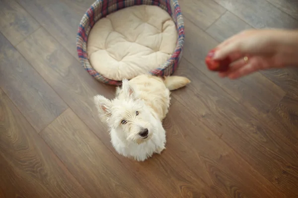 İskoç Terrier evde köpek yavrusu — Stok fotoğraf