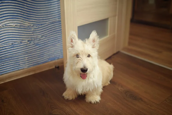 İskoç Terrier evde köpek yavrusu