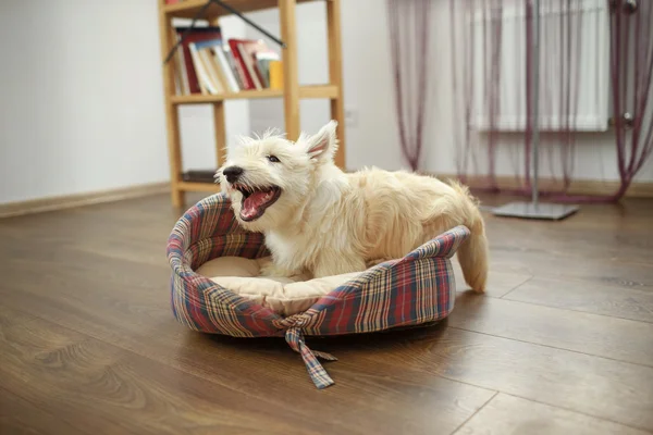 İskoç Terrier evde köpek yavrusu