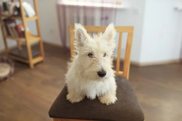 Filhote de cachorro de terrier escocês em casa — Fotografia de Stock