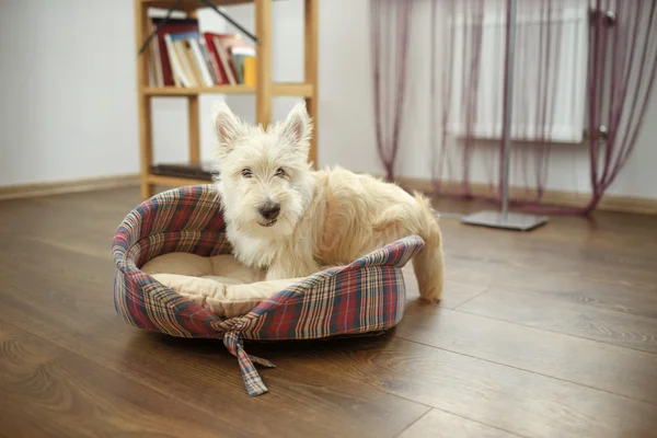 İskoç Terrier evde köpek yavrusu