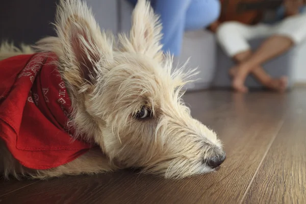 İskoç Terrier evde köpek yavrusu