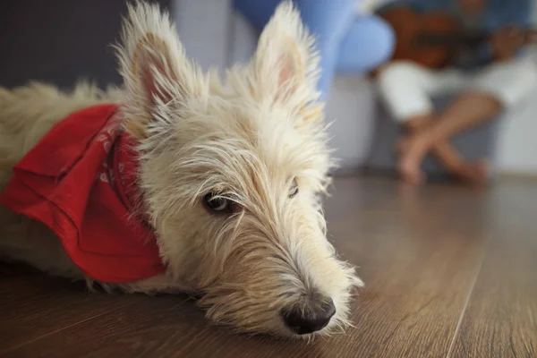 İskoç Terrier evde köpek yavrusu