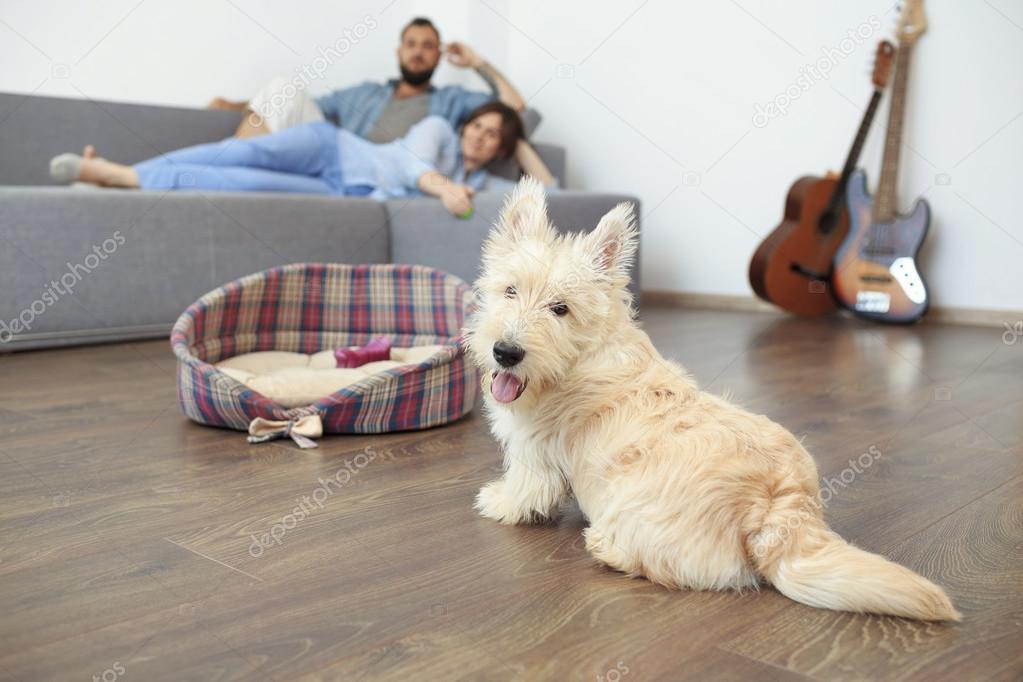 Young couple with a dog at home.