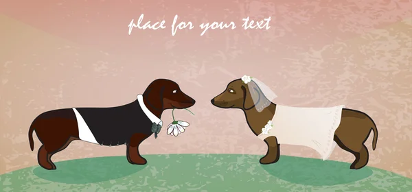 Casamento de cães. Dachshunds como noivo bonito e noiva. Ilustração —  Vetores de Stock