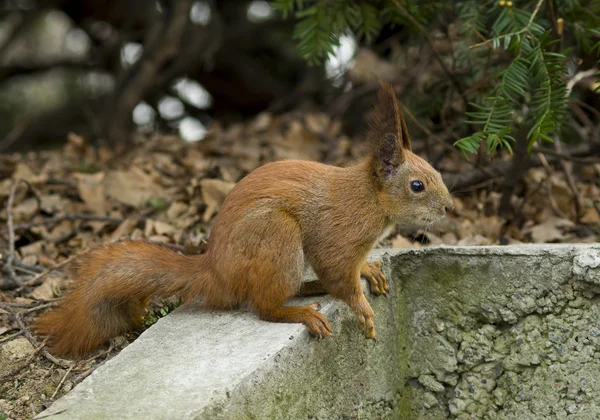 Portréja egy mókus — Stock Fotó