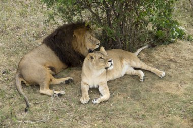 Yalan ve dinlenme iki aslan