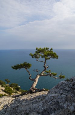 Ardıç ağacı denize