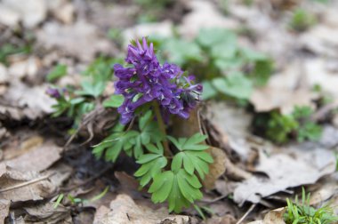 Corydalis erken bahar çiçekleri