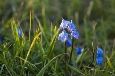 Staphylea pinnata erken bahar çiçekleri
