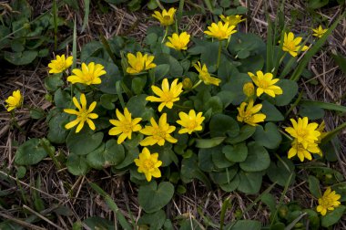 Erken ilkbaharda çiçek Düğünçiçekleri