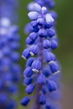Mavi çiçekler fare sümbül tomurcukları