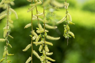 Rüzgarda sallanan bahar söğüt dalları