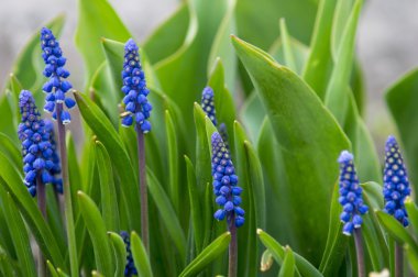 Mavi çiçekler fare sümbül tomurcukları