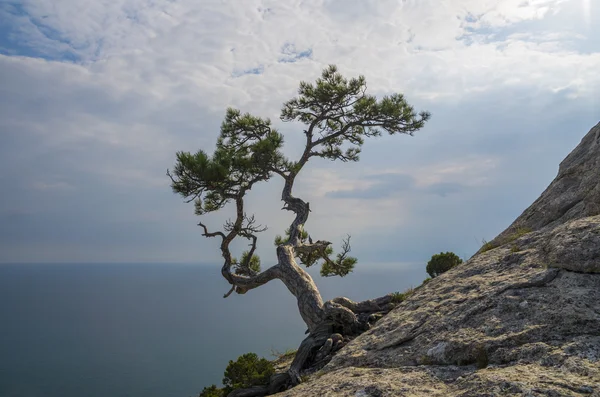 Ardıç ağacı denize