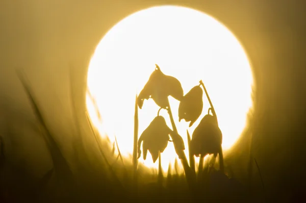 Staphylea pinnata erken bahar çiçekleri