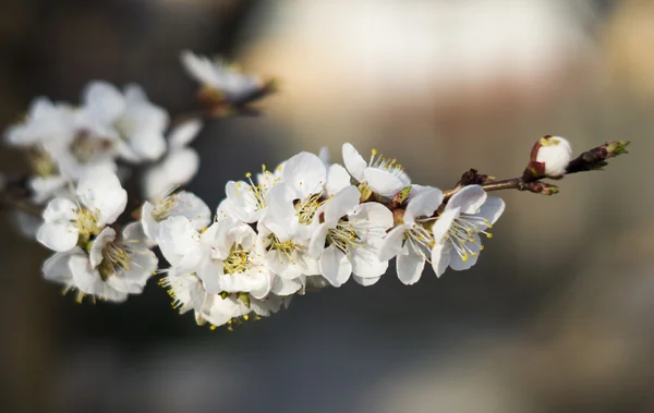 Bahar çiçekli kayısı ağacı