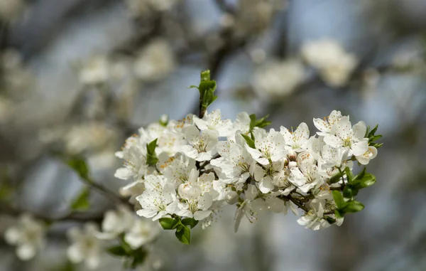 Árvore de abacaxi de floração de primavera — Fotografia de Stock