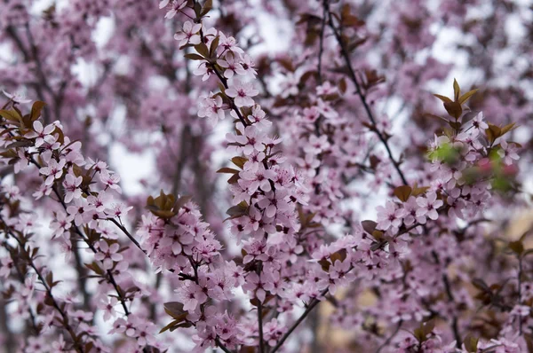 Bahar çiçekli kayısı ağacı