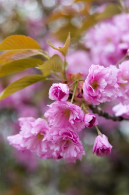 Çiçekli Sakura ağacı