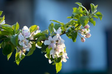 çiçekli elma ağacı