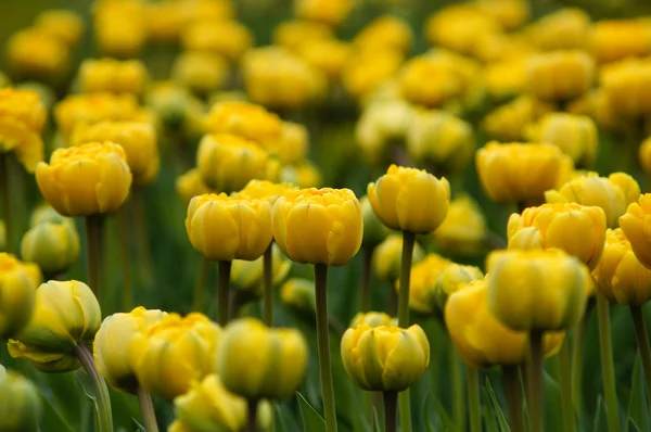 Tulipány jarní květiny — Stock fotografie